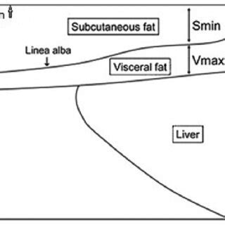 Measurement of the visceral fat thickness (18) | Download Scientific ...