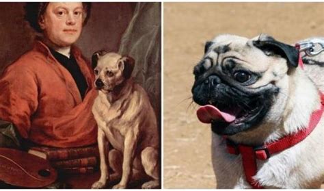 20 Dogs breeds, before and after - pictures of the evolution of the dog. - History Rundown