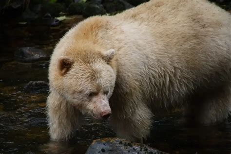 Kermode bear - Facts, Diet, Habitat & Pictures on Animalia.bio