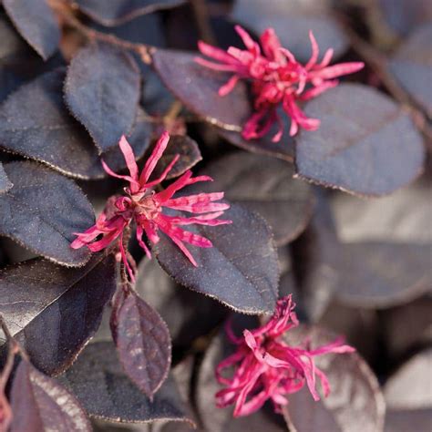 Southern Living Plant Collection 2 Gal. Purple Pixie Loropetalum-42052 - The Home Depot