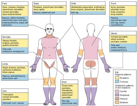 Skin eruptions - nursing | Dermatology, Skin eruptions, Skin anatomy