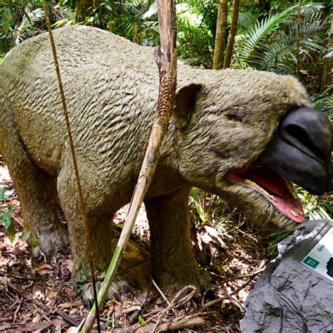 ‘Giant wombat’ fossil discovery in Australia leaves vital clues of life 40,000 years ago | South ...