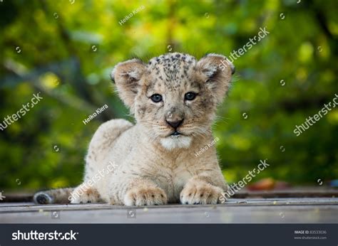 Lion Female Cubs: Over 12,498 Royalty-Free Licensable Stock Photos ...