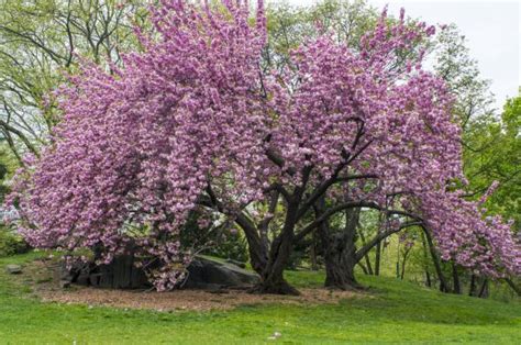 Cerezo japonés o Prunus serrulata: cuidados y floración - Guía completa