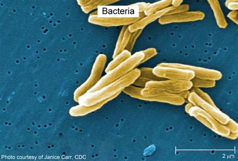 Marine Bacteria - Learn about - Teach Ocean Science