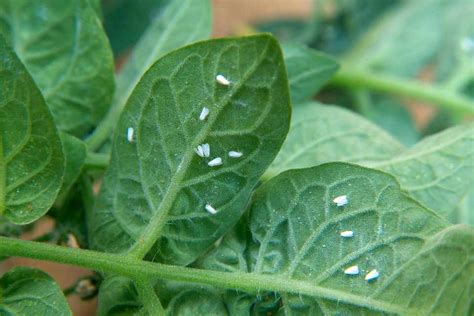 Crop problems: whitefly - gardenersworld.com