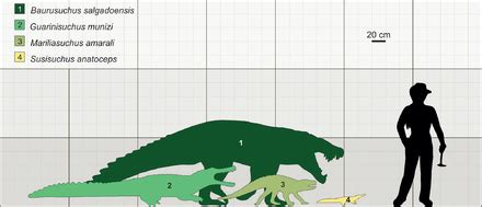 Guarinisuchus - Wikipedia, la enciclopedia libre