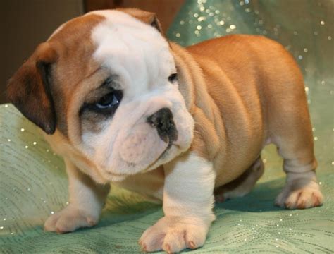 Miniature English Bulldog Puppies For Sale | Boise, ID #71181