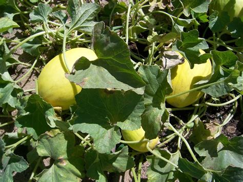 Fruitsera: Fresh Fruits(Canary melon)