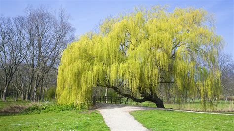 Yellow Willow Tree