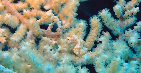 Watch: The unbelievable camouflage of the pygmy seahorse | Oceans ...