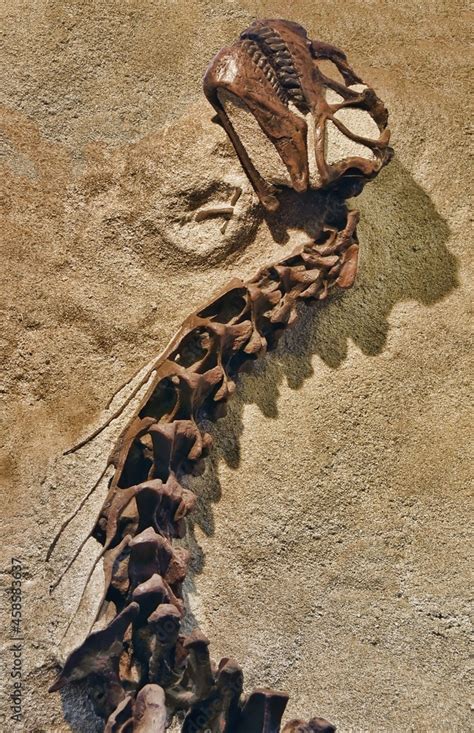 Dinosaur fossil partially revealed. Dinosaur national monument Stock Photo | Adobe Stock