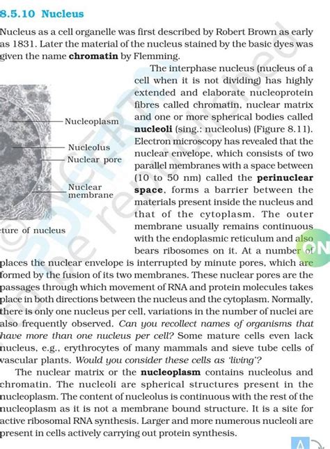 Nucleus as a cell organelle was first described by Robert Brown as early