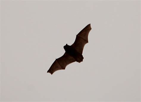 We're Going On A Bat Hunt - Northern Ireland Bat Group