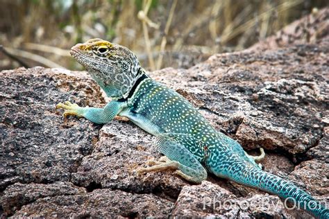 Collared Lizard Colors – Fine Art Products by Photos By Orion