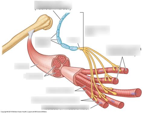 Motor Units Diagram | Quizlet