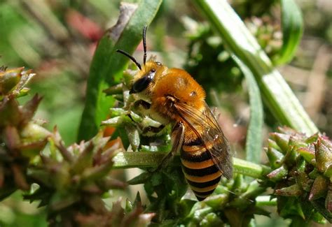 Urban Pollinators: The Ivy Bee (Colletes hederae) - a newcomer fond of Ivy