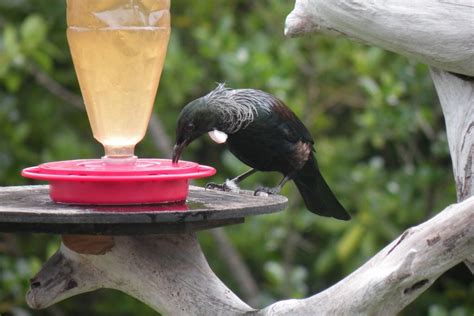 Sugar Water Bird Feeder | Bird feeders, Bird, Feeder