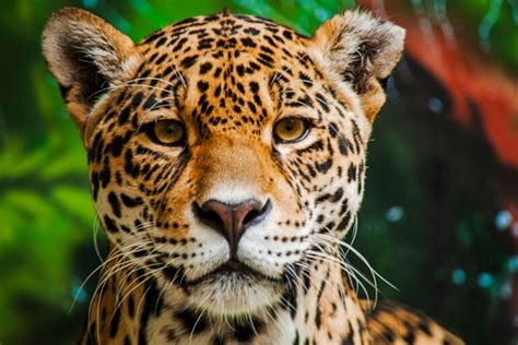 Los 15 animales más peligrosos del Amazonas - Mis Animales