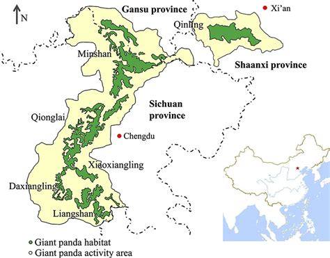 Chinese giant panda – Bear Conservation