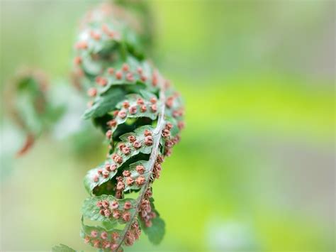 Fern Seeds - Free photo on Pixabay