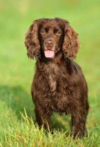 Brown Dogs - The Top 20 Brown Dog Breeds That You'll Love