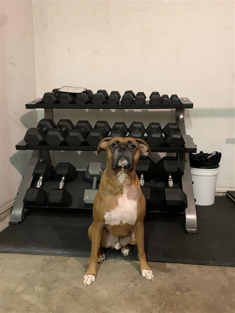 Working on his boxer muscles. : r/BoxerDogs