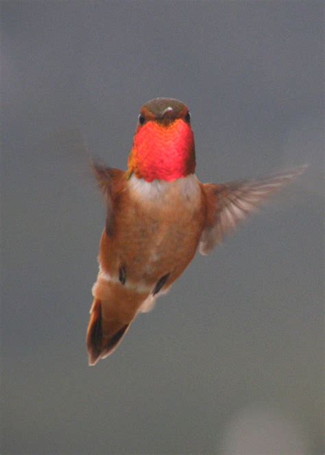 Rufous Hummingbird - Friends of Kananaskis Country