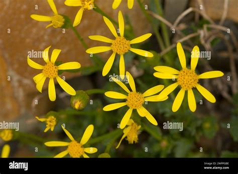 Broadleaf Arnica Mountain Arnica wildflowers blooming along a hiking trail Copper Ridge North ...