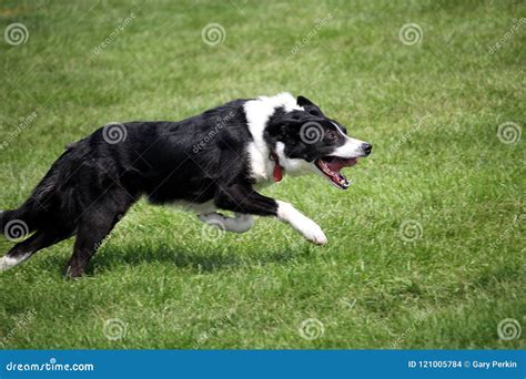 Sheep Dog or Border Collie, Also Known As a Scottish Sheepdog,with Distinctive Black and White ...