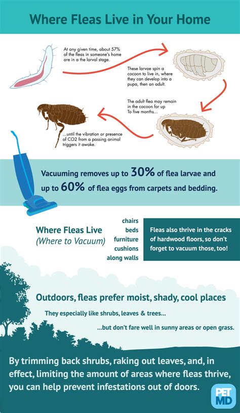 Flea Habitats at Home | PetMD