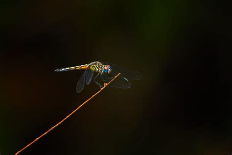 Blue Dasher Dragonfly (Female) | NPS Photo by Dylann Turffs … | Flickr