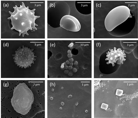 Scanning electron microscope images of the exemplary aerosol particles ...