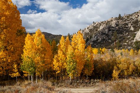 Jeff Sullivan Photography: Fall Colors Report for Eastern Sierra Mono ...