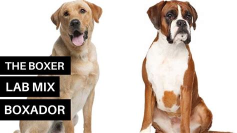 Boxer Lai Với Lab: Sự Kết Hợp Độc Đáo