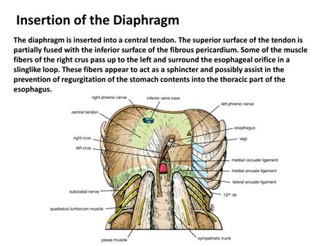 PPT - Diaphragm PowerPoint Presentation - ID:5719823