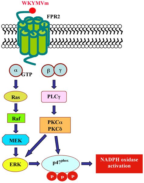 IJMS | Free Full-Text | Distinct Signaling Cascades Elicited by Different Formyl Peptide ...