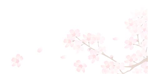 Bunga Sakura Png