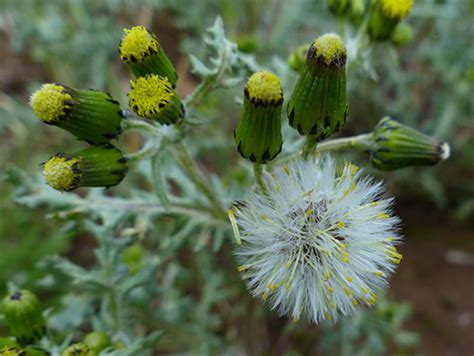 Boost Your Health With Common Groundsel