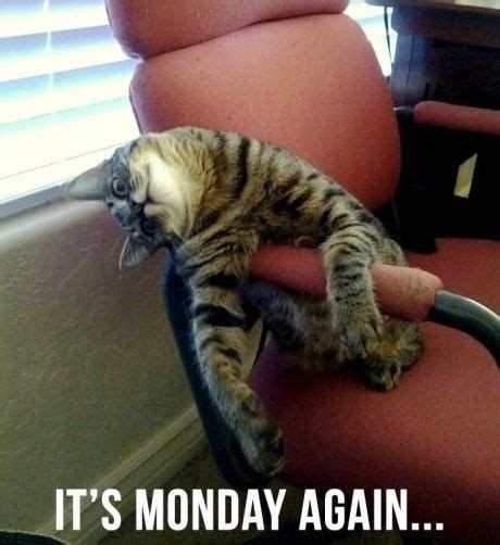 its Monday again quotes cute quote cat lol monday days of the week | Silly cats, Funny animal ...