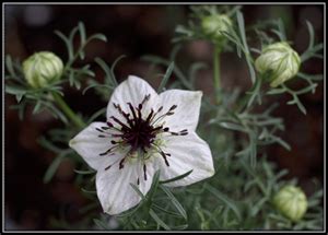 Uses & Benefits of Nigella Sativa | Always Ayurveda