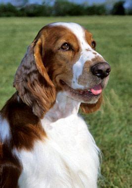 Welsh Springer Spaniel - Dog Breed Information, Photo, Care, History - Fello.pet