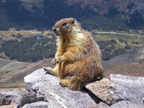 Groundhogs Animals | Latest Facts & Pictures | All Wildlife Photographs