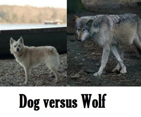 The Differences Between Dogs and Wolves | PetHelpful