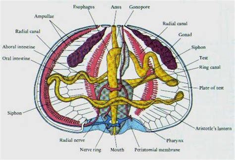 Sea Urchin Anatomy - Anatomical Charts & Posters