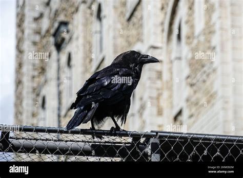 Raven at the Tower of London, London England United Kingdom UK Stock ...