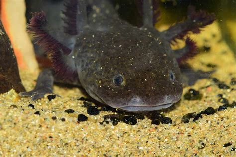 Blue Axolotl: A Beginner's Guide With Pics, Cost to Buy, and Care Info ...