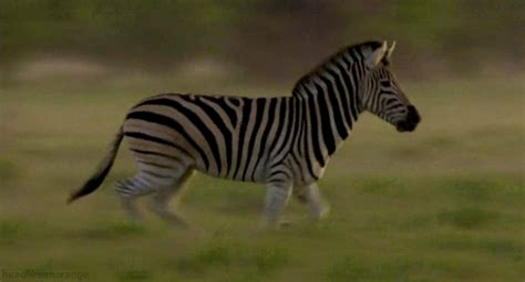 The riddle of zebras’ stripes – University of California Research