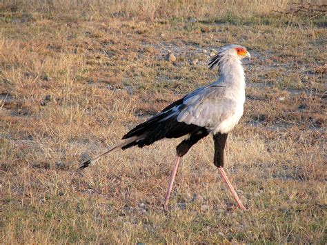 World Beautiful Birds : Secretary Bird Facts | Information & Lates Pictures