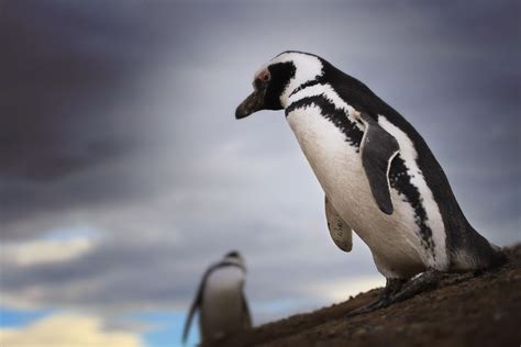 Learn About the 3 Punta Arenas Penguin Colonies That You Can Visit